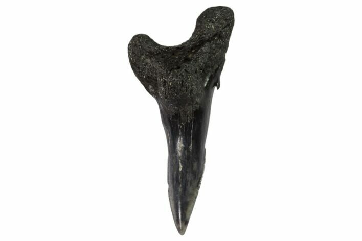 Lower Shark Tooth Fossil (Hemipristis) - Virginia #102212